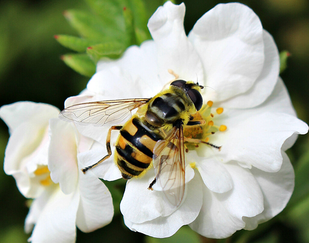Bee on White Potentilla . by wendyfrost