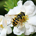 Bee on White Potentilla . by wendyfrost