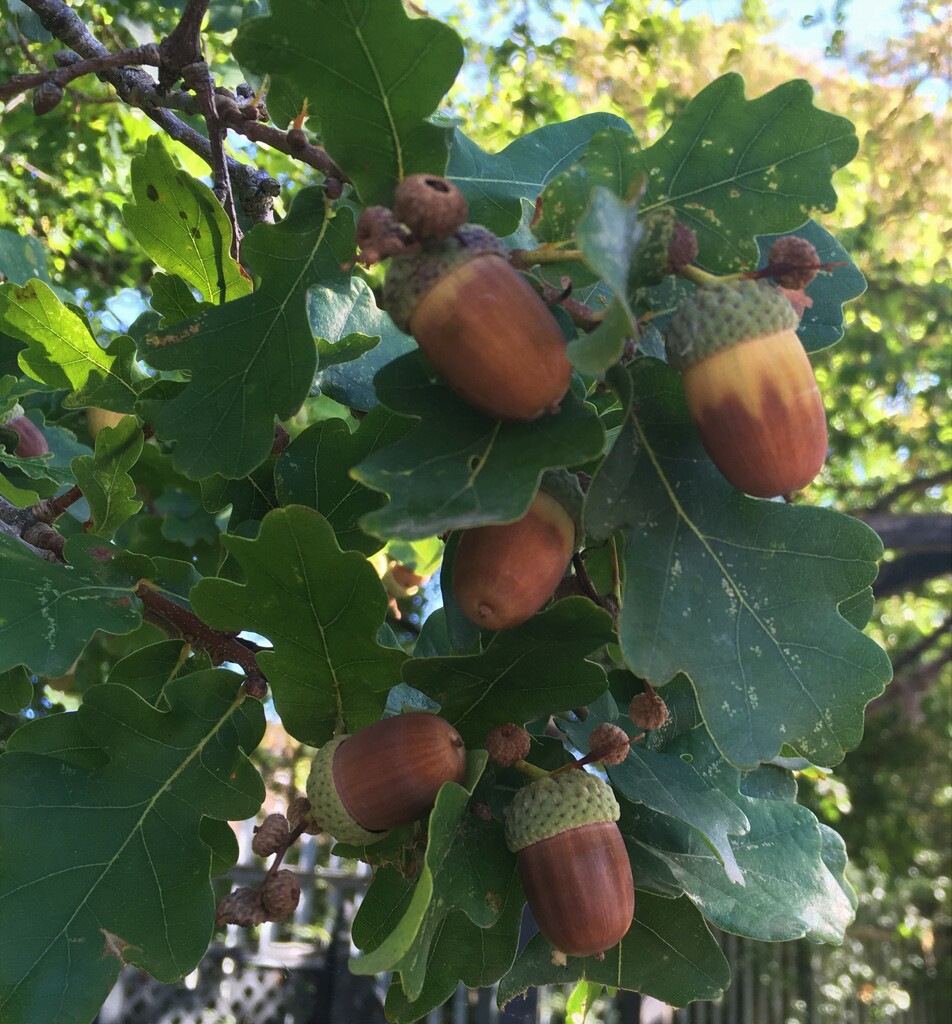 Lovely to see so many acorns! by 365anne