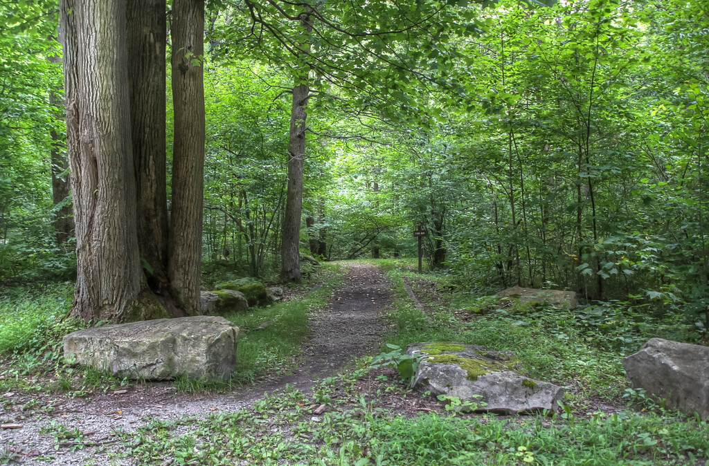 A walk in the woods by mittens