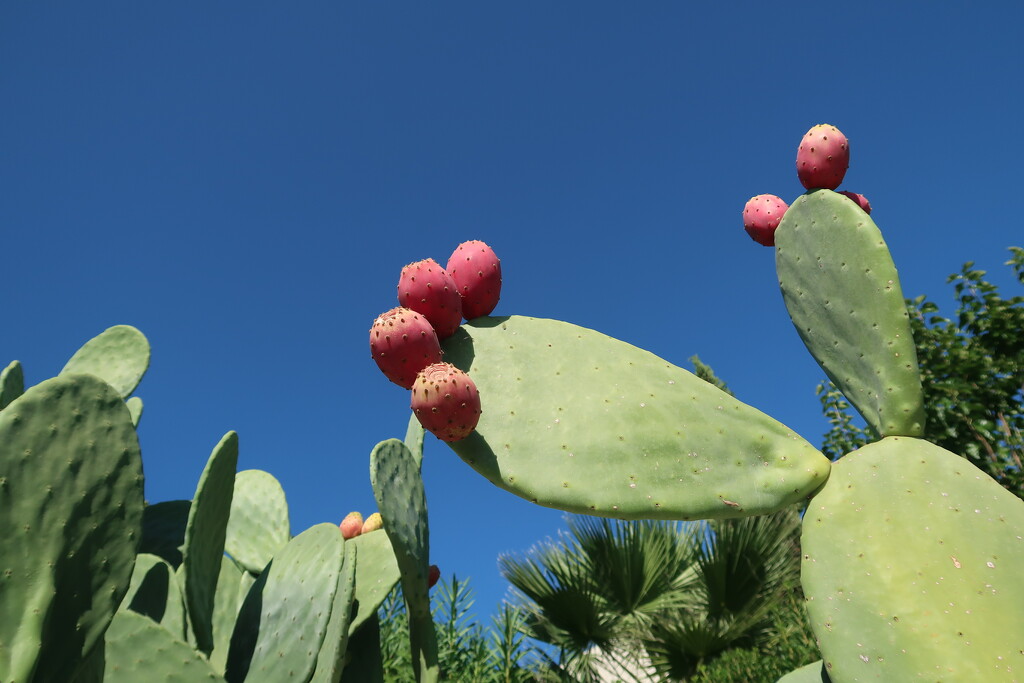 Prickly Pear Cactus against a Cobalt Blue Sky by jamibann
