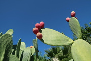 15th Sep 2022 - Prickly Pear Cactus against a Cobalt Blue Sky