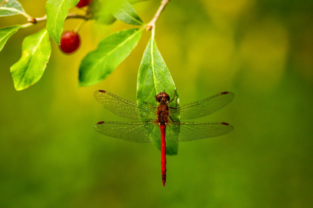 Dragonfly by pamalama