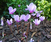 31st Aug 2022 - Cyclamen in the garden