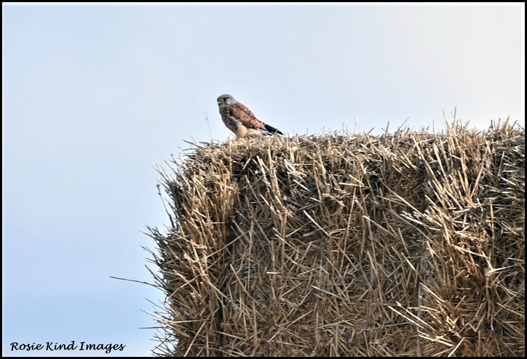 I saw this lovely kestrel today by rosiekind