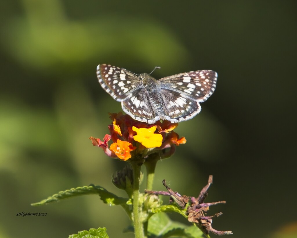 LHG_6747Tiny Butterfly by rontu