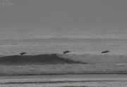 16th Sep 2022 - Pelicans Skirting the Waves