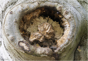 15th Sep 2022 - Wasp Nest