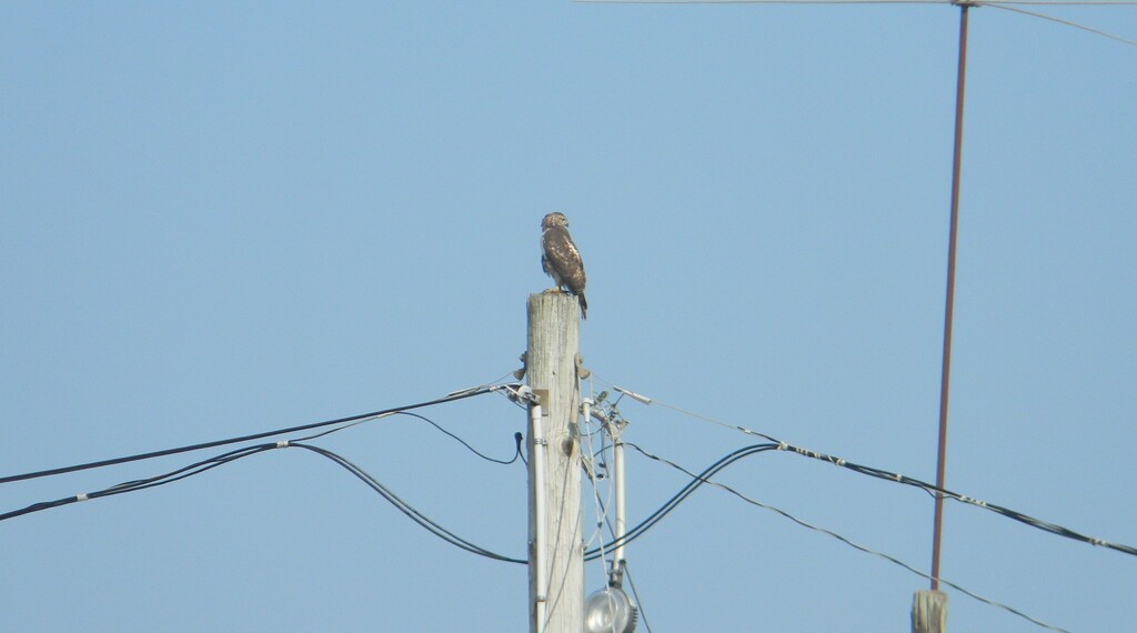 Hawk on Pole  by sfeldphotos