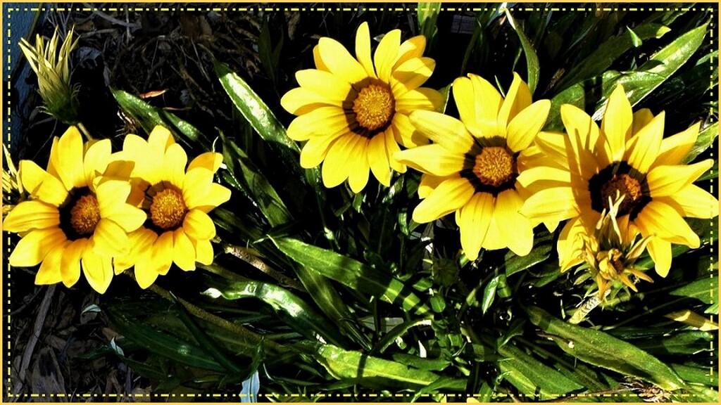  Five Gazanias All In A Row ~  by happysnaps