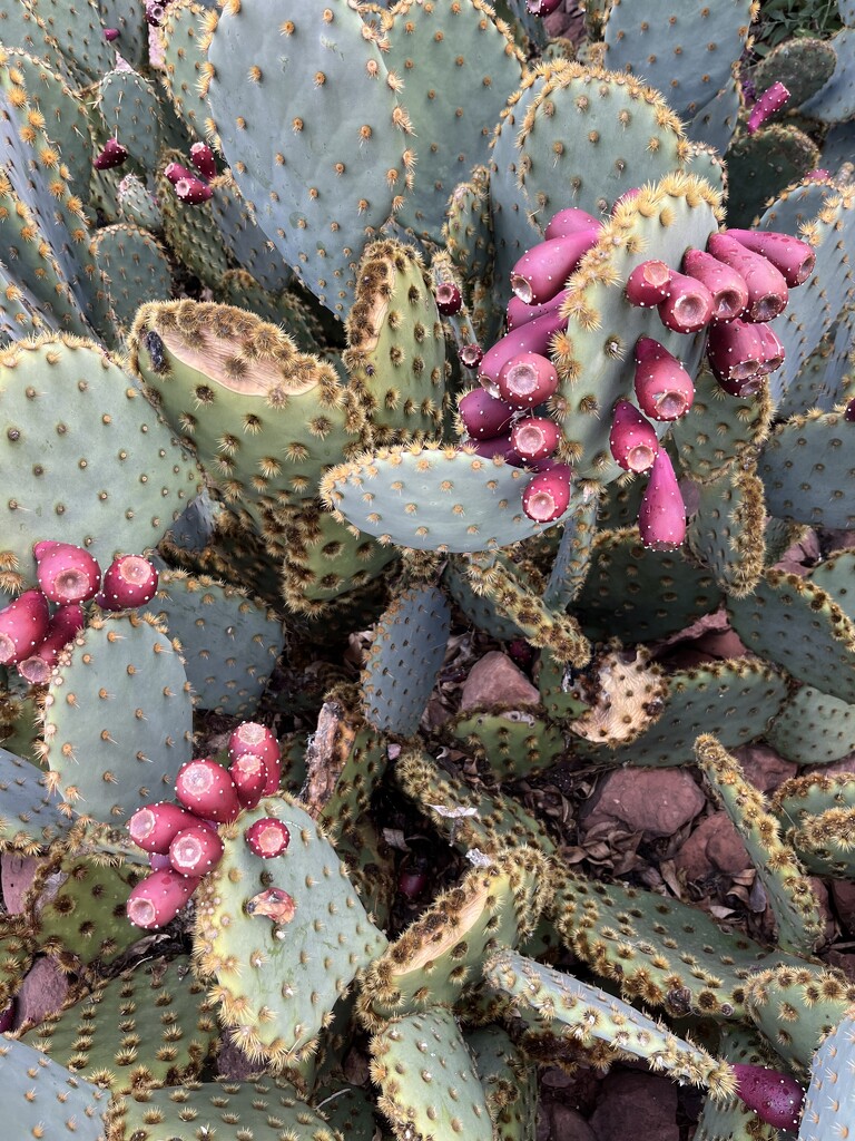 Prickly Pear Cactus by genealogygenie