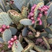 Prickly Pear Cactus by genealogygenie