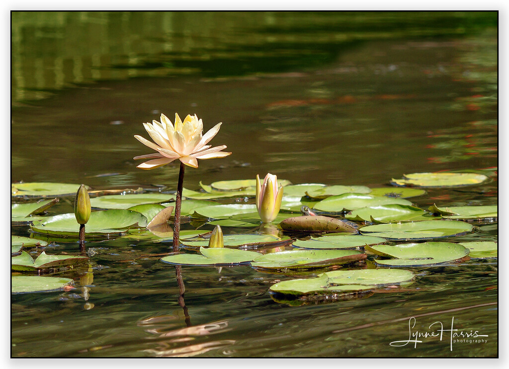 Lilly Pads by lynne5477