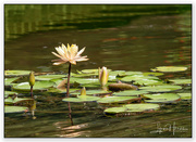 16th Sep 2022 - Lilly Pads
