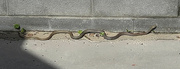 17th Sep 2022 - Yellow Faced Whip Snake 