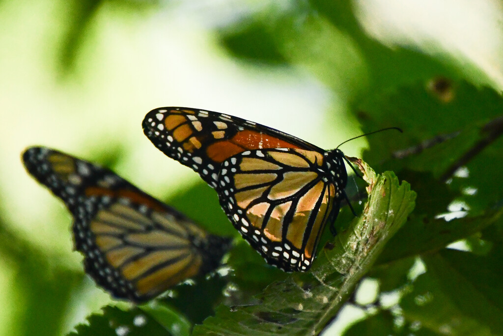 Two Monarchs by kareenking
