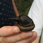 2nd Sep 2022 - Rescue of the Water Snail 