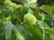 1st Sep 2022 - Chestnuts