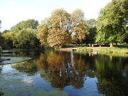 1st Sep 2022 - Vernon Park Pond