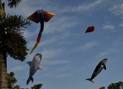 17th Sep 2022 - kite festival