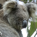 Mamma Pearl by koalagardens