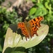 Comma Butterfly by 365projectmaxine