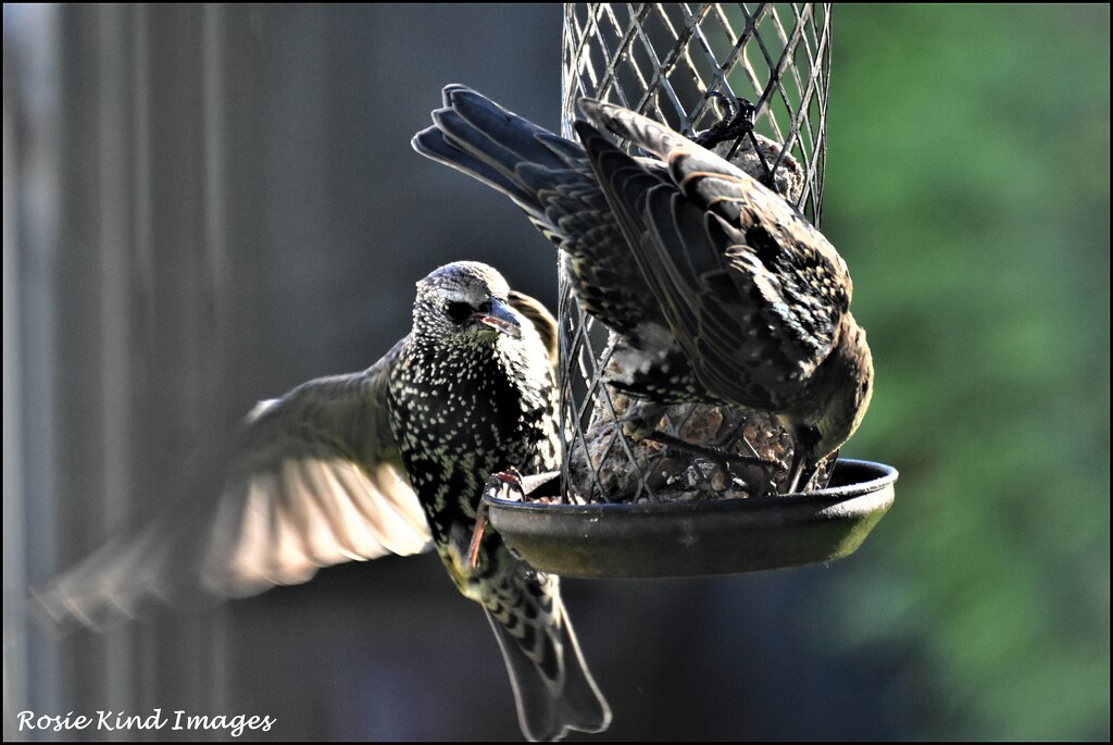 The starlings are back by rosiekind