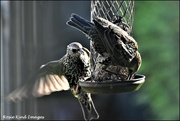 17th Sep 2022 - The starlings are back
