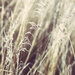 Grasses by gardencat