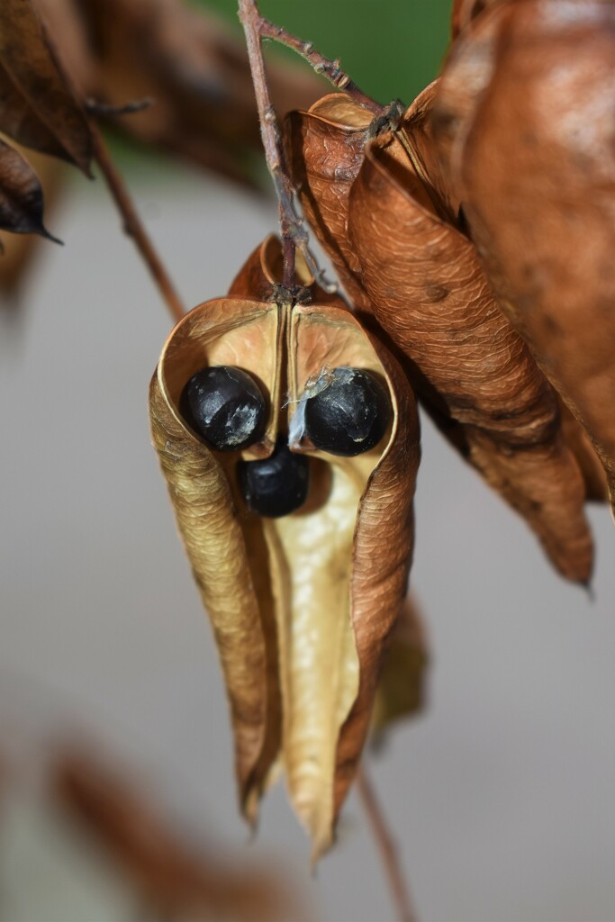Seed Pods by sandlily