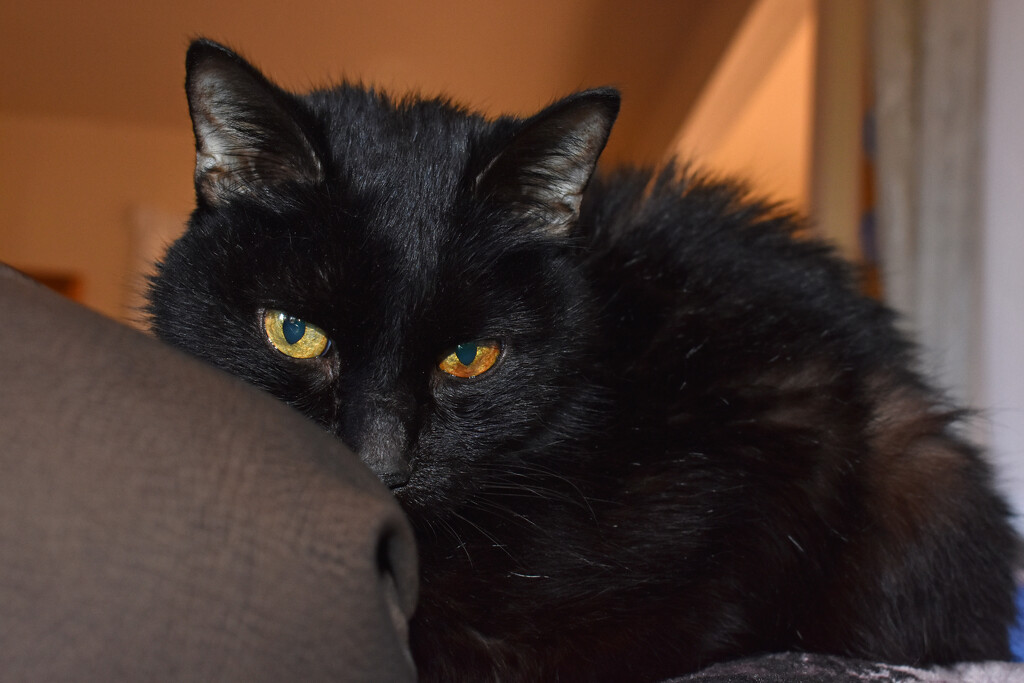 My 18 year old cat by 365projectorgchristine