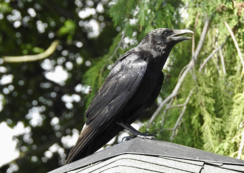 A Crow........ by susiemc