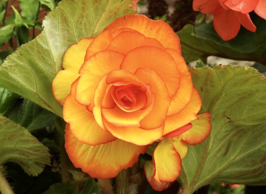 Another Stunning Begonia by susiemc