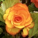 Another Stunning Begonia by susiemc