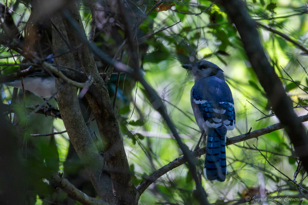 Blue Jays in the trees by ingrid01