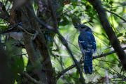 9th Sep 2022 - Blue Jays in the trees