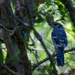 Blue Jays in the trees by ingrid01