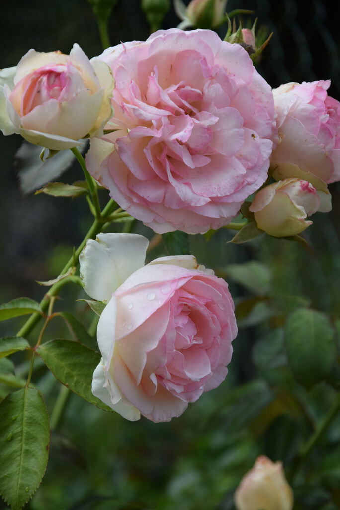Roses Pierre de Ronsard by parisouailleurs