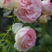Roses Pierre de Ronsard by parisouailleurs