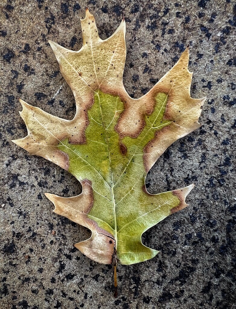 Oak leaf by dkellogg
