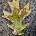 Oak leaf by dkellogg