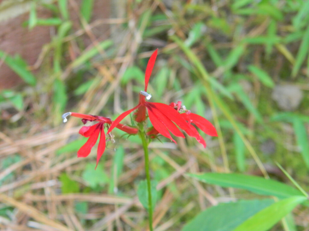 Red Flower  by sfeldphotos