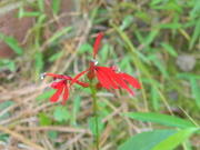 17th Sep 2022 - Red Flower 
