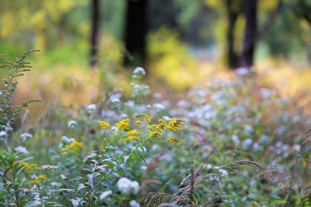 Morning Light and Wildflowers by lynnz
