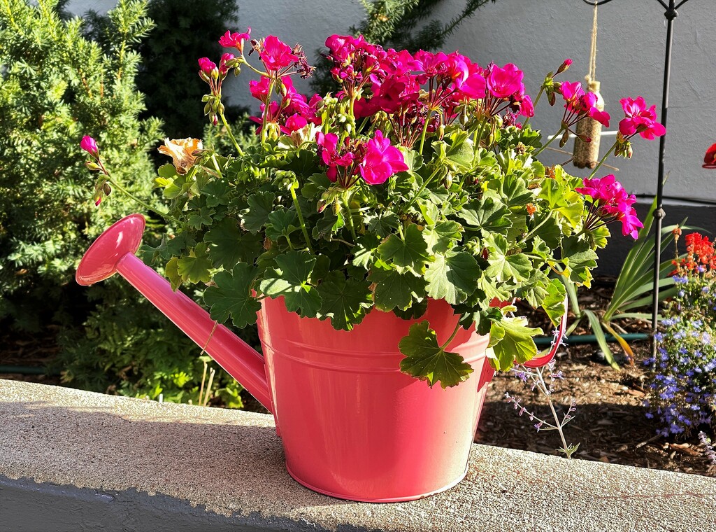 Watering pot Geranium by sandlily