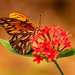 Gulf Fritillary Butterfly Stopped By! by rickster549