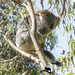 queen of hips by koalagardens