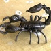 Iron Scorpion by philm666