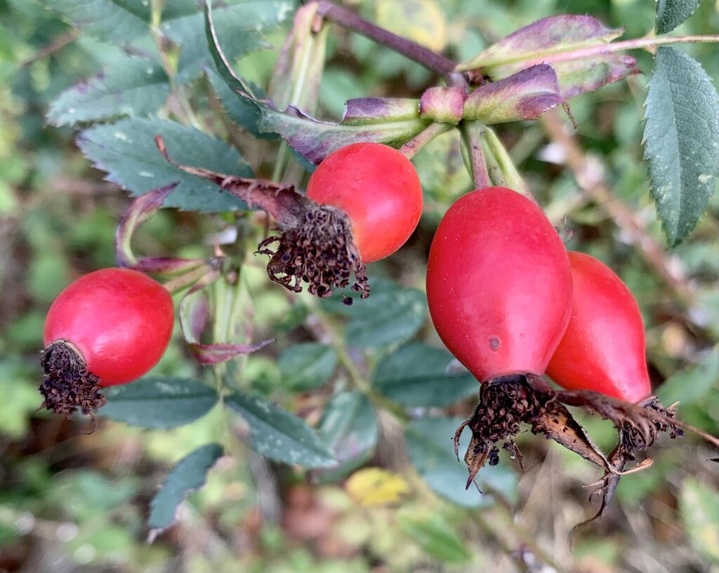 Rose hips by pamknowler