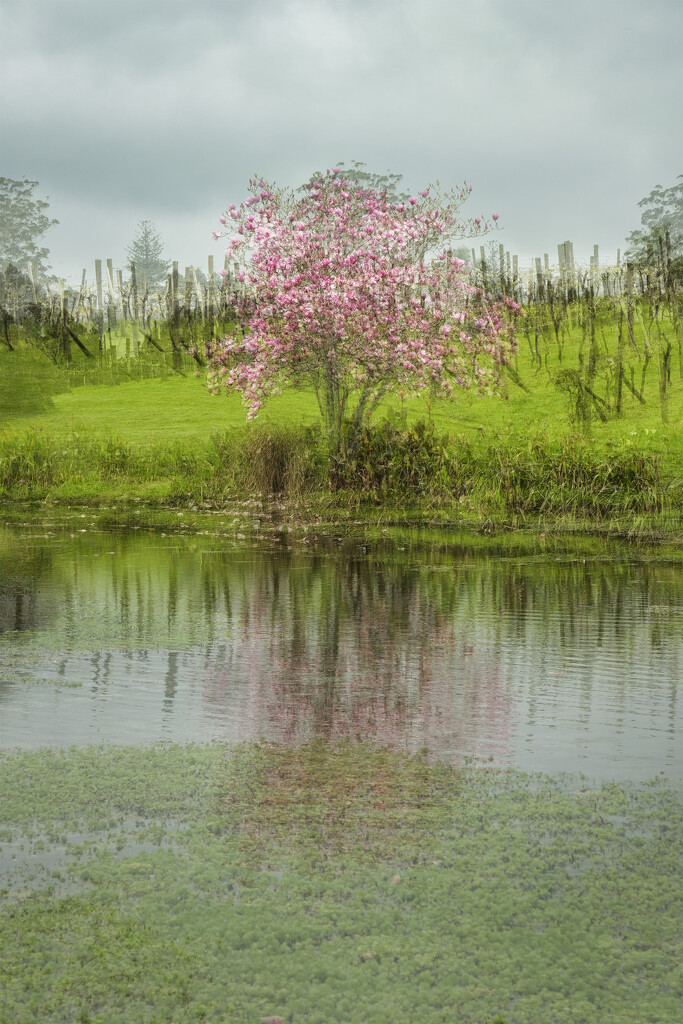 Magnolia Tree by dkbarnett